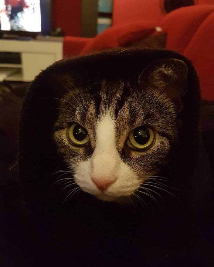 Sith Kittie.jpg
