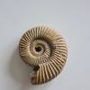 Ammonite